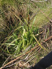 Carex zuluensis