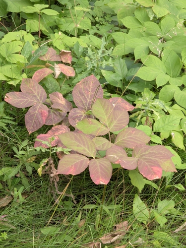 wild sarsaparilla