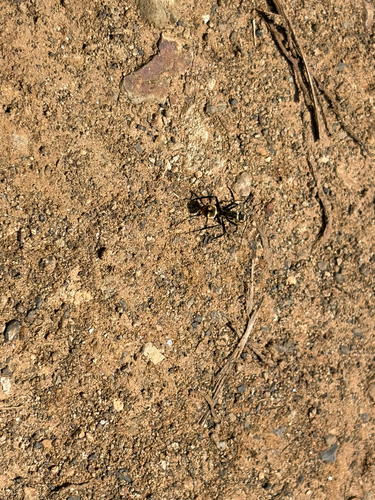Shimmering Golden Sugar ant