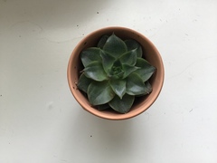 Echeveria purpusorum