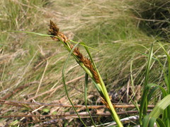 Carex zuluensis