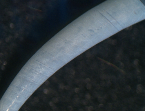 Dentalium eboreum, 2026-07-17