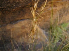 Tenaxia stricta