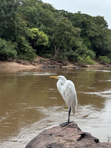 Great Egret