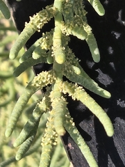 Allenrolfea occidentalis, photograph (c) Jo Roberts, some rights reserved (CC BY)