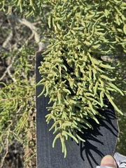 Allenrolfea occidentalis, photograph (c) Jo Roberts, some rights reserved (CC BY)