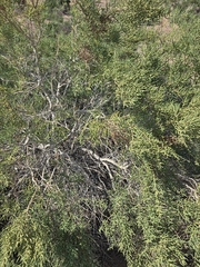 Allenrolfea occidentalis, photograph (c) Jo Roberts, some rights reserved (CC BY)