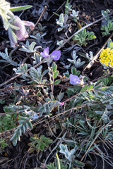 Gueldenstaedtia verna