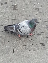 Columba livia domestica