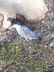 Columba livia domestica