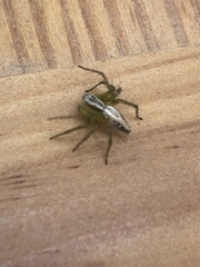 Oxyopes