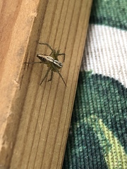 Oxyopes