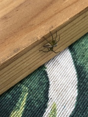Oxyopes