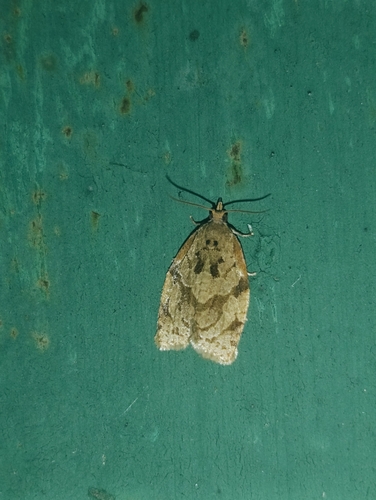 Summer Fruit Tortrix