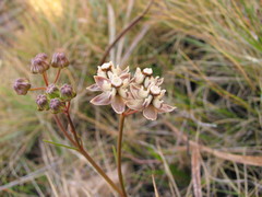 Asclepias cucullata