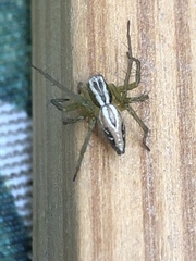 Oxyopes