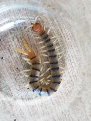 Scolopendra polymorpha