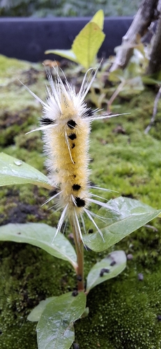 Spotted Tussock Moth