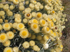 Helichrysum swynnertonii