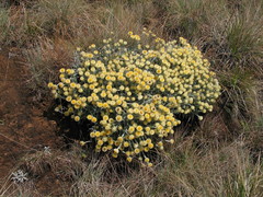 Helichrysum swynnertonii
