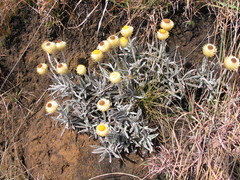 Helichrysum swynnertonii