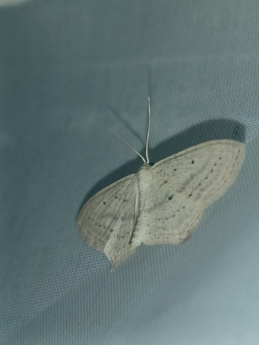 Scopula flaccidaria