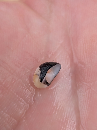Neritina neglecta observed 2026-08-10