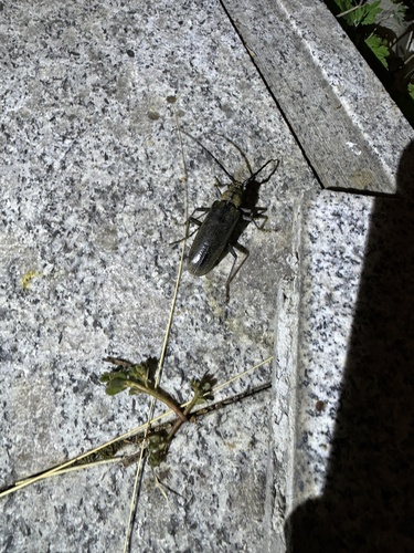Neocerambyx raddei