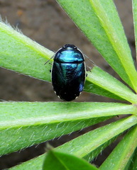 Canthophorus melanopterus