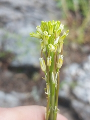 Arabis pycnocarpa