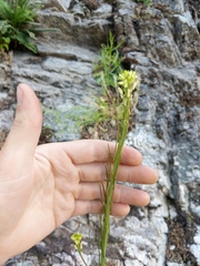 Arabis pycnocarpa