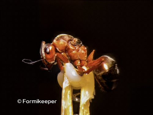 Black-backed meadow ant