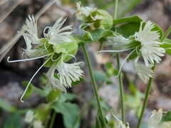 Silene campanulata