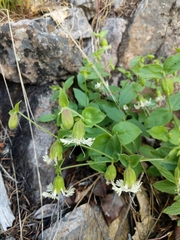 Silene campanulata