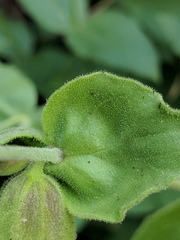 Silene campanulata