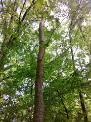 미국풍나무 (Liquidambar styraciflua): 기원과 용도 — 사진 2