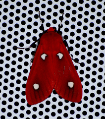 Hyperthaema sanguineata