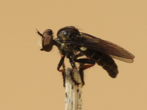 Red-legged Twigsitter photo 2