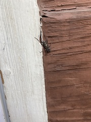 Xylotrechus nauticus