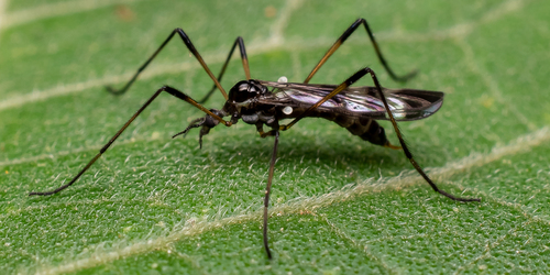 Teucholabis tartarus