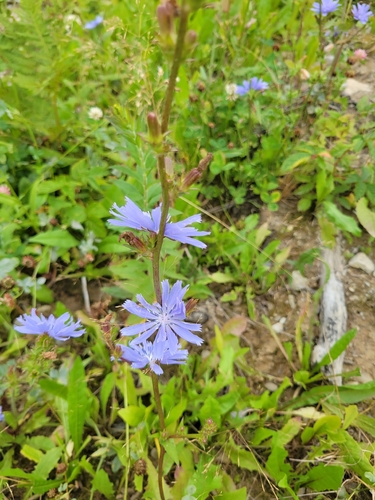 chicory