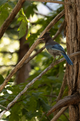 iNaturalist observation photo of Steller's Jay