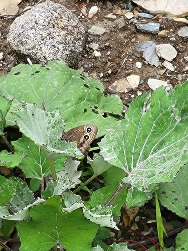 Common Wood-Nymph
