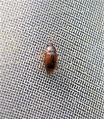 Epuraea melanocephala