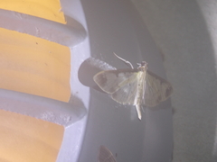 Lygropia tripunctata