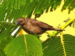 Molothrus bonariensis