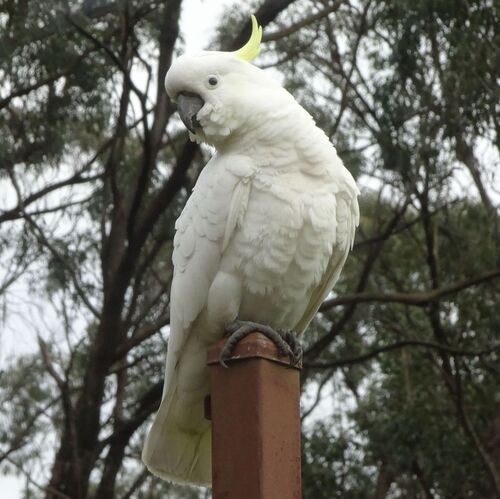 Sulphur-crested Cockatoo
