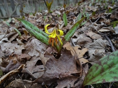 Erythronium americanum