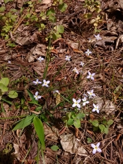 Houstonia caerulea