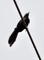 Crotophaga ani